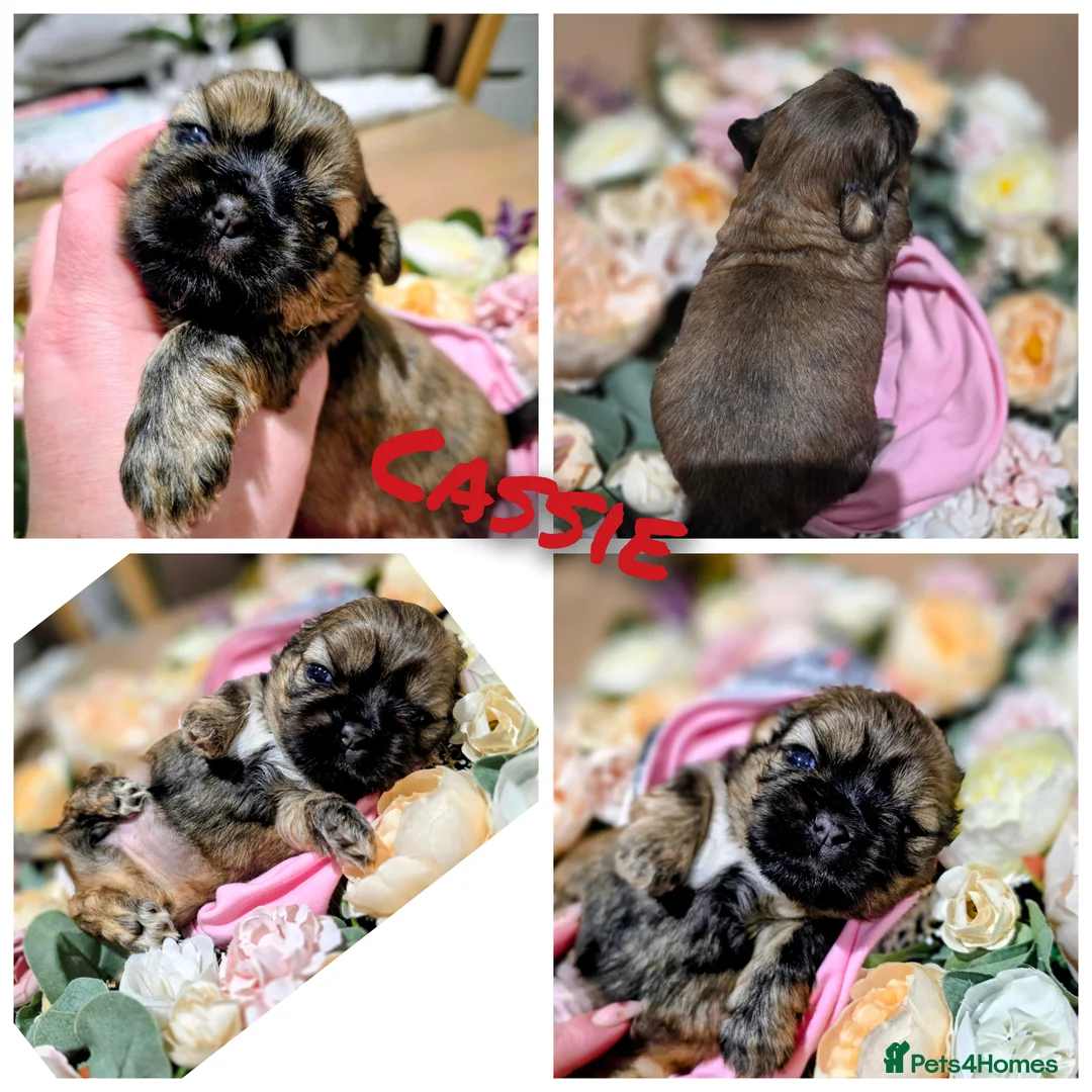 Shih Tzu dogs for sale: 🐾Shih tzu puppies 🐾 - Advert 4