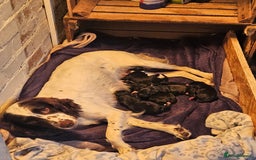 Mixed Breed dogs for sale: Springer x blue staff - Image 1