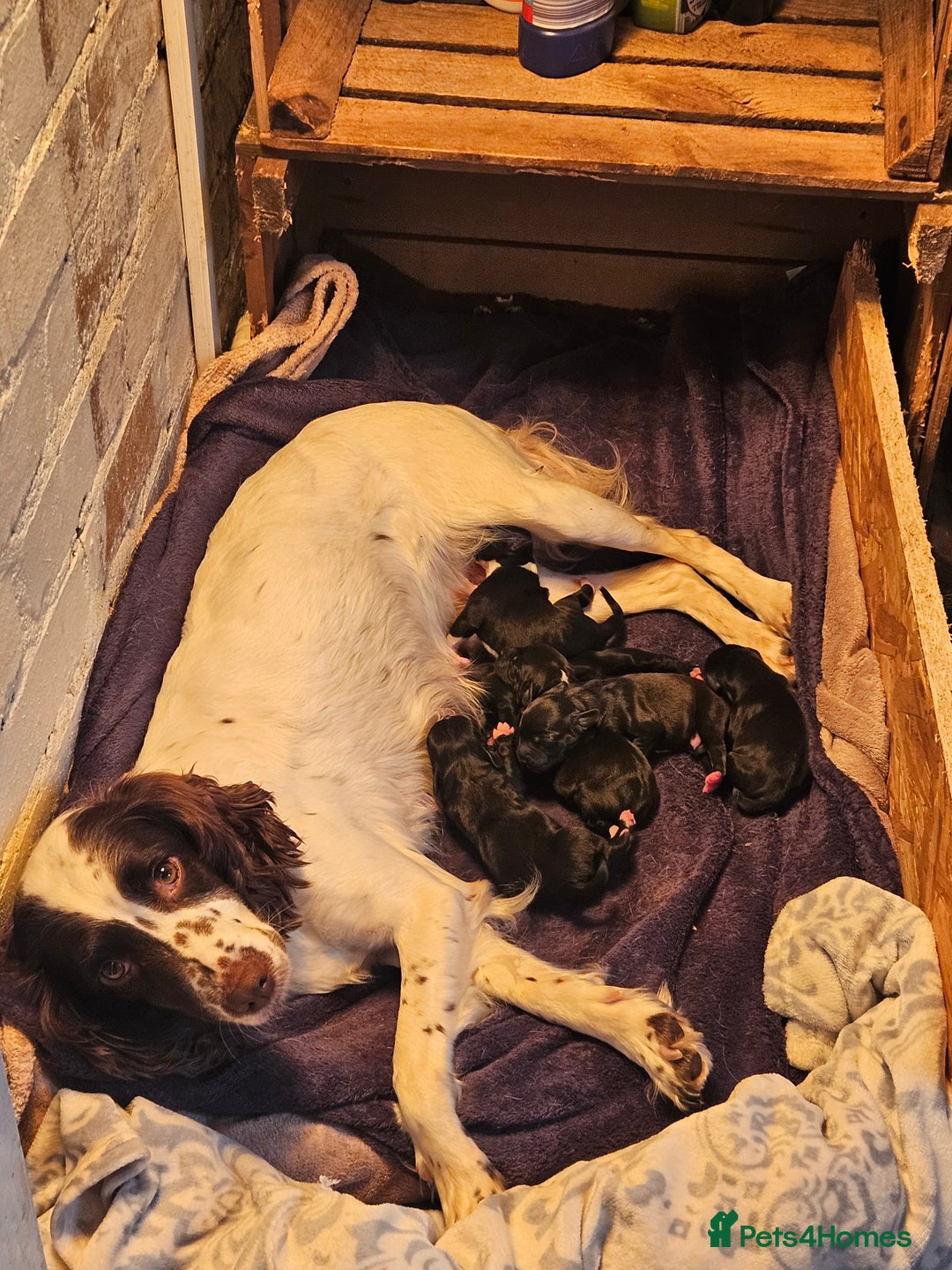 Mixed Breed dogs for sale: Springer x blue staff - Image 1