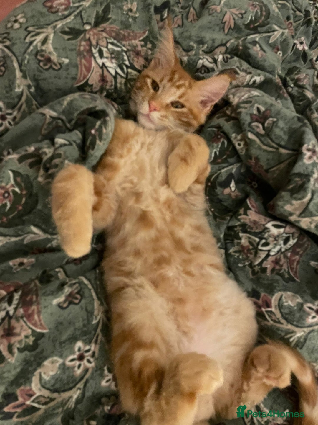 Maine Coon cats for sale: Ginger Maine Coon Kittens  - Advert 5