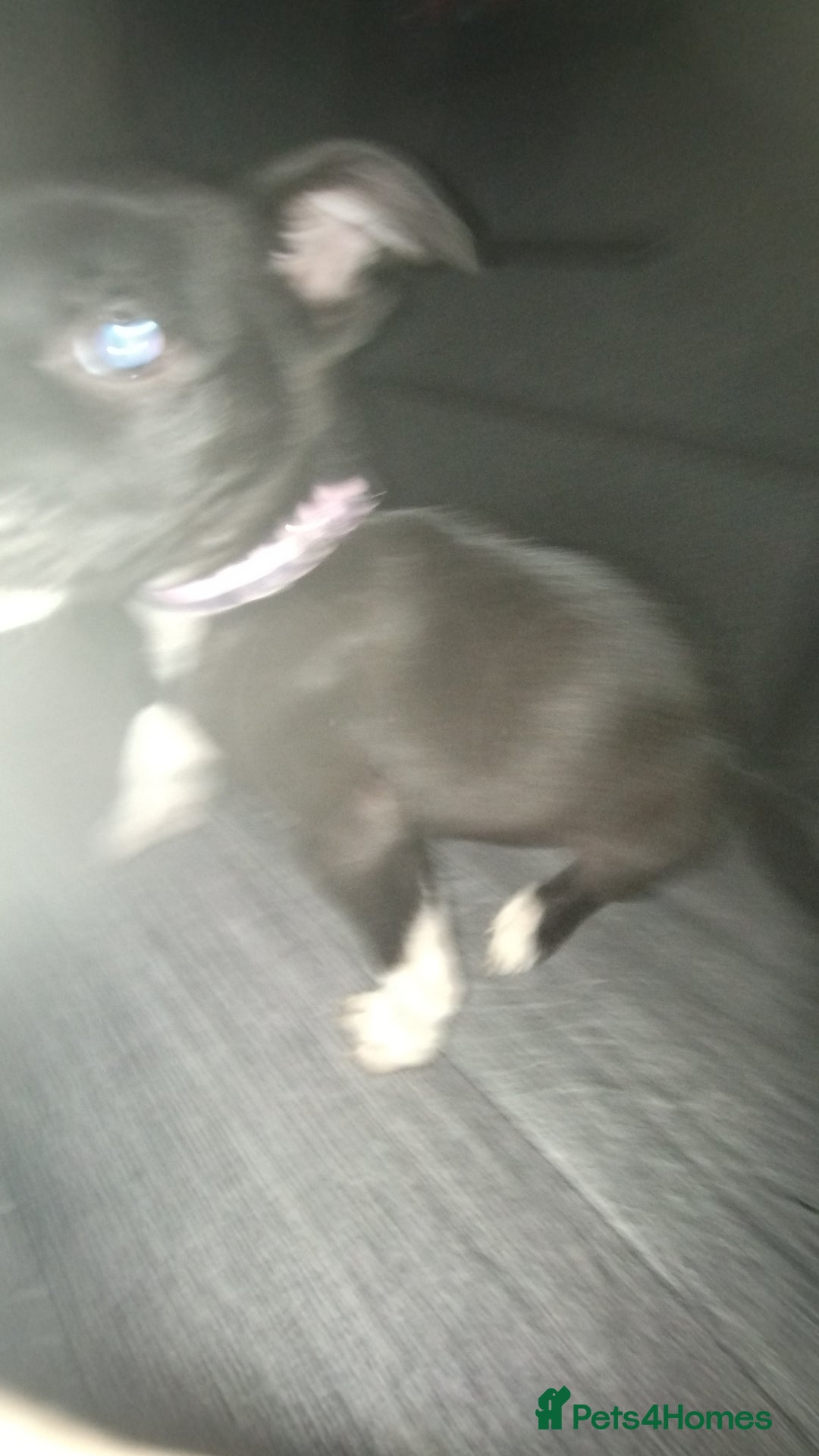 Mixed Breed dogs for sale: This is raven - Advert 1