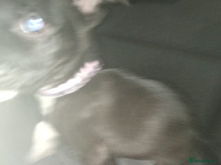 Mixed Breed dogs This is raven - Advert 1