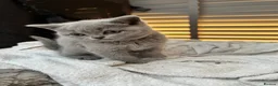 Scottish Fold cats for sale: Adorable Scottish Fold Kittens - Advert 11