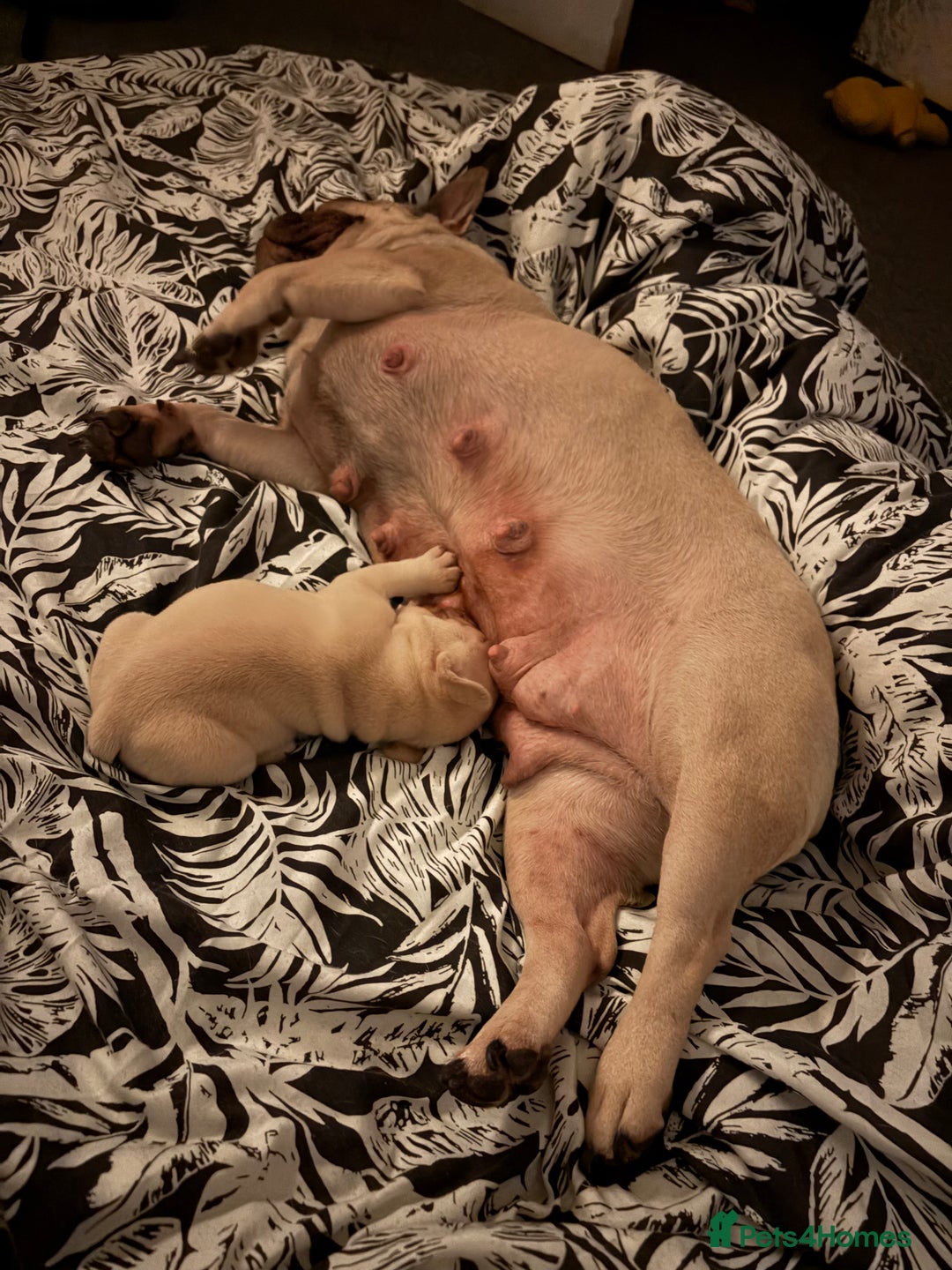 French Bulldog dogs for sale: French bulldog girl - Advert 13