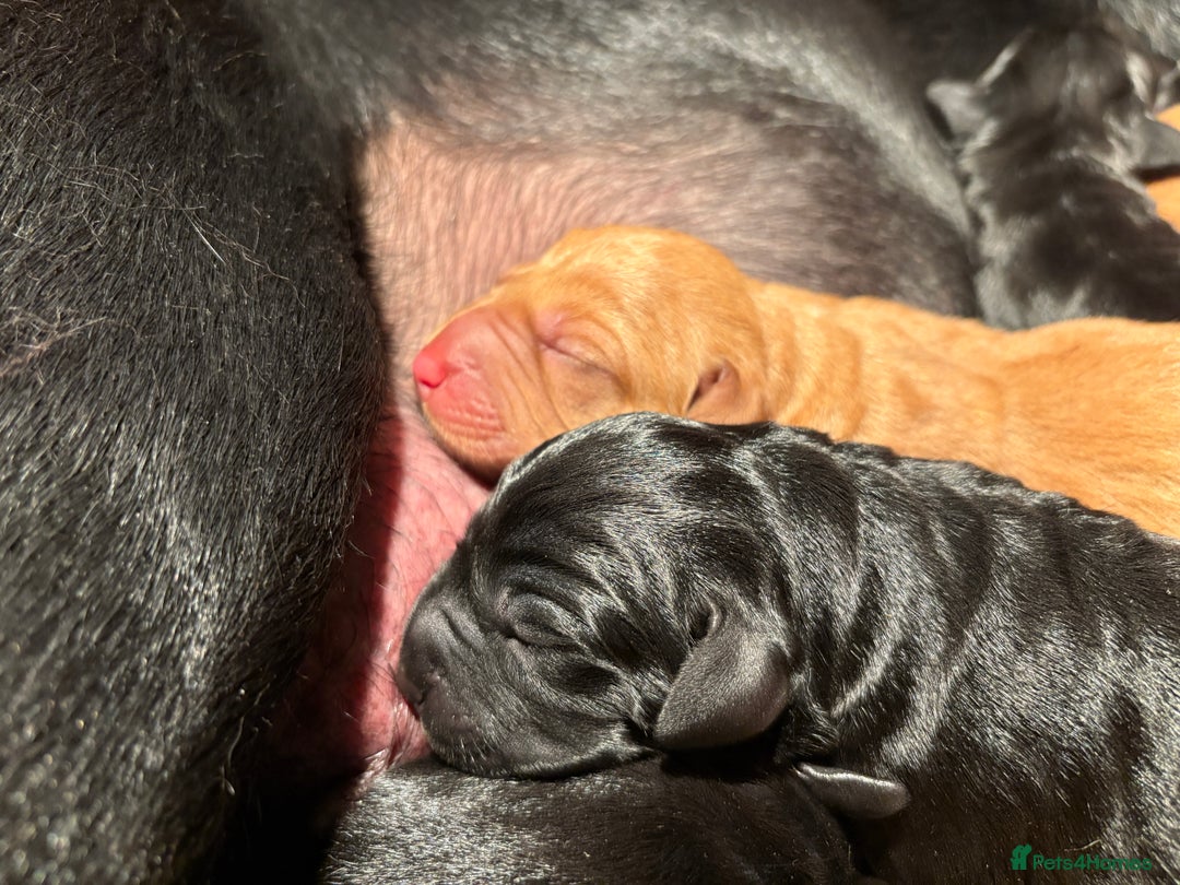 Labrador Retriever dogs for sale: Beautiful Mixed Colour Litter  - Image 4