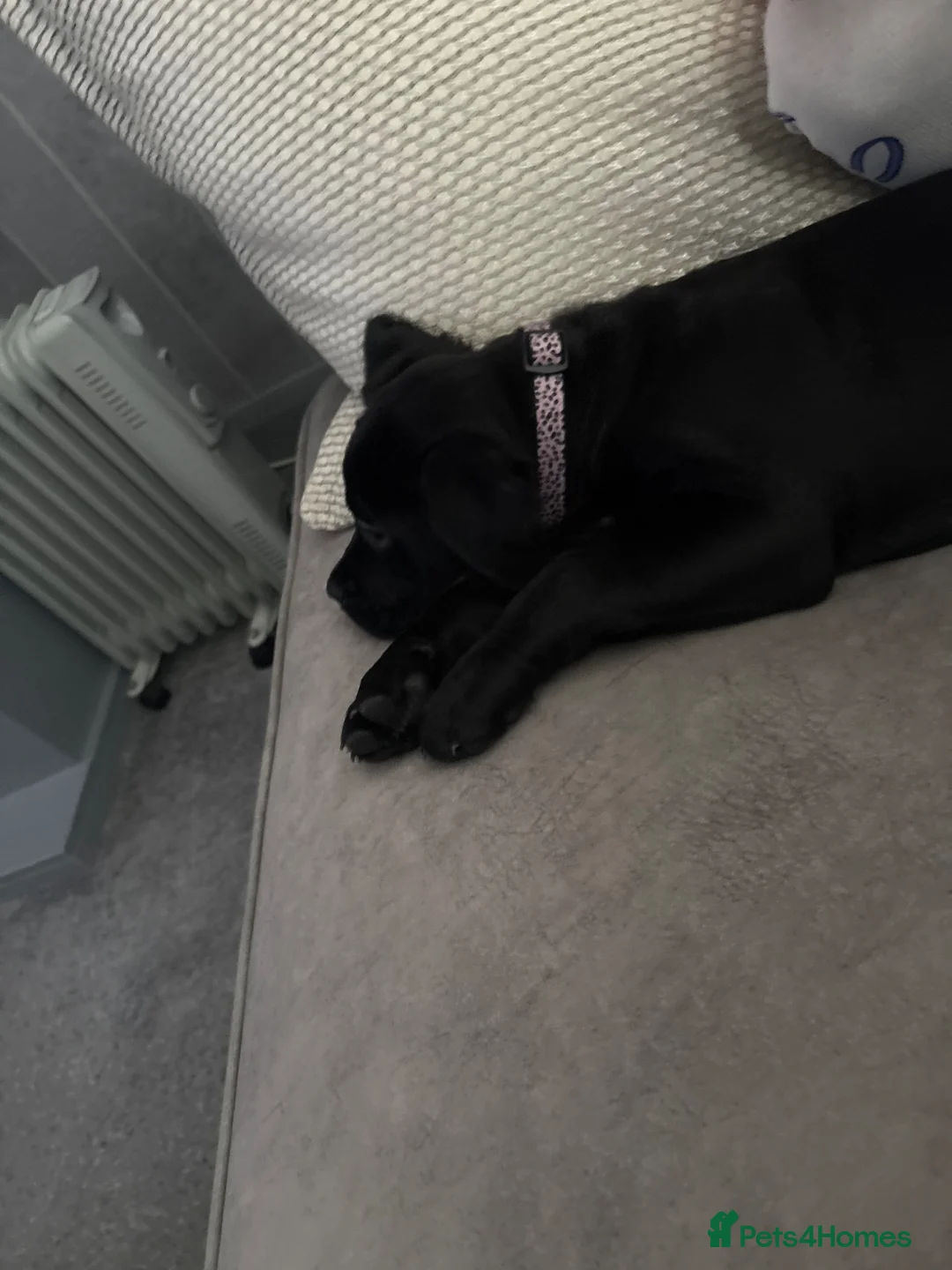 Mixed Breed dogs for sale: 11 week old girl for sale  - Advert 2