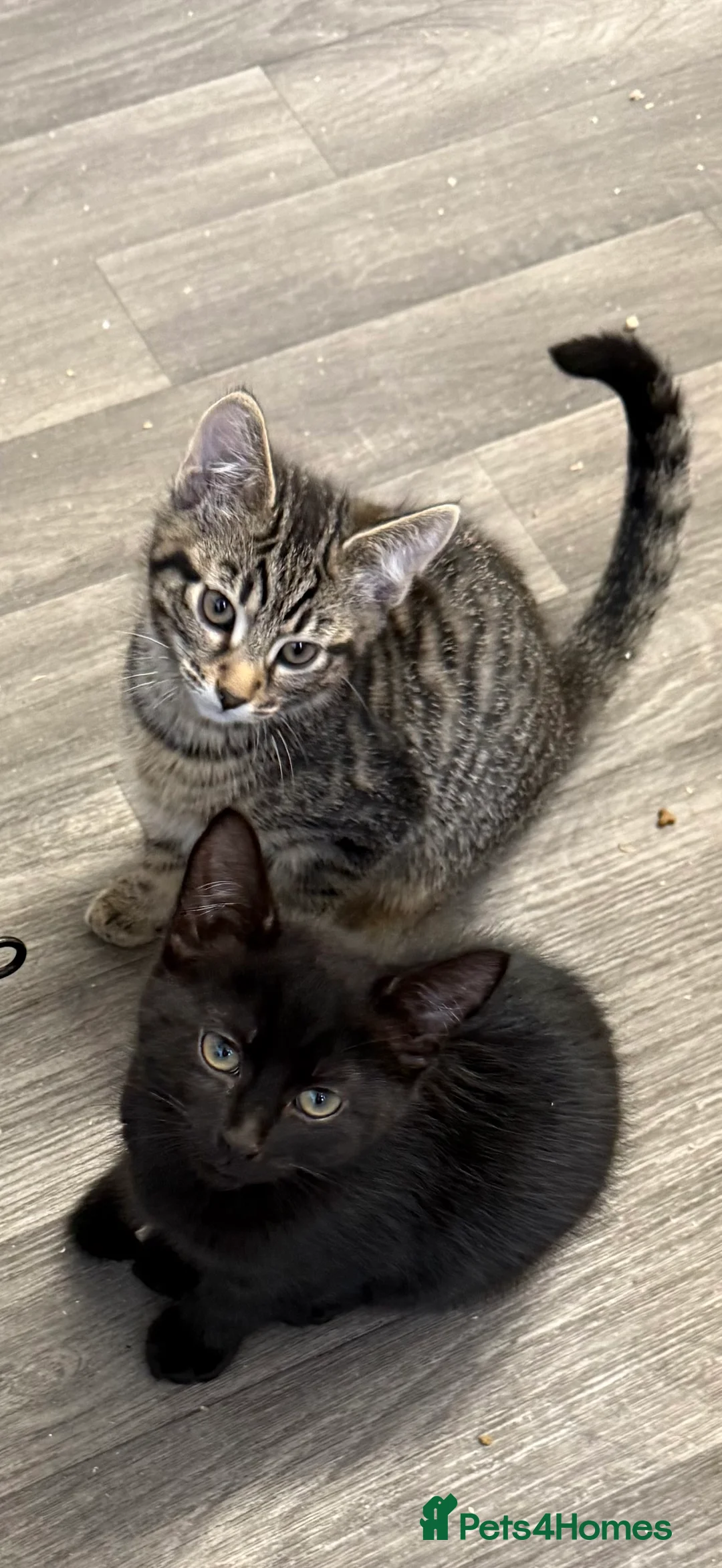 Mixed Breed cats for sale: 12 week old kittens  - Advert 3