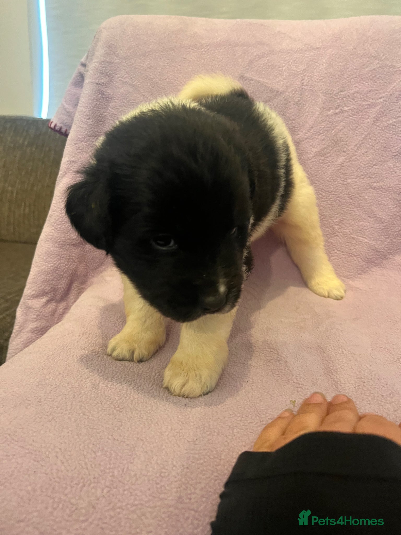 Mixed Breed dogs for sale: Black & landseer Newfoundland puppies  - Advert 21