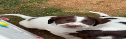 English Springer Spaniel dogs for sale: HEALTH TESTED QUALITY ENGLISH SPRINGER SPANIELS  - Advert 8