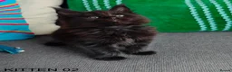Maine Coon cats for sale: PURE BREED MAINE COON KITTENS READY EARLY MARCH - Advert 11