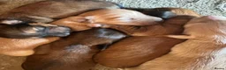 Dachshund dogs for sale: KC REG long haired miniature dachshund - Advert 10