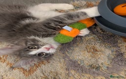 Maine Coon cats for sale: Maine Coon Kittens GCCF - Image 37