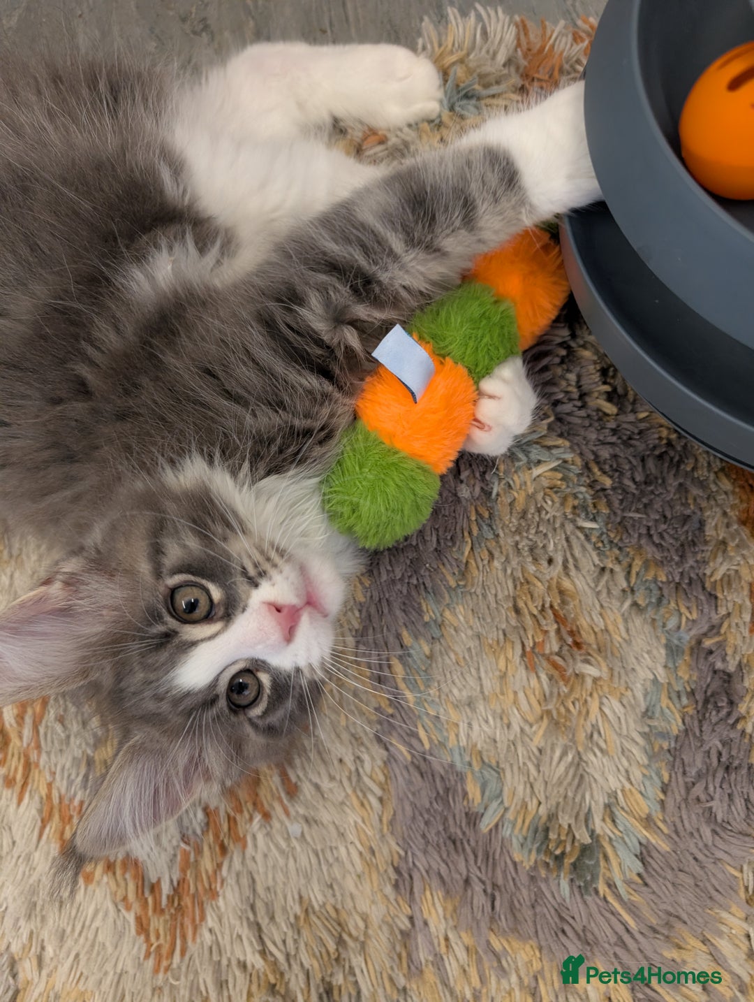 Maine Coon cats for sale: Maine Coon Kittens GCCF - Image 37