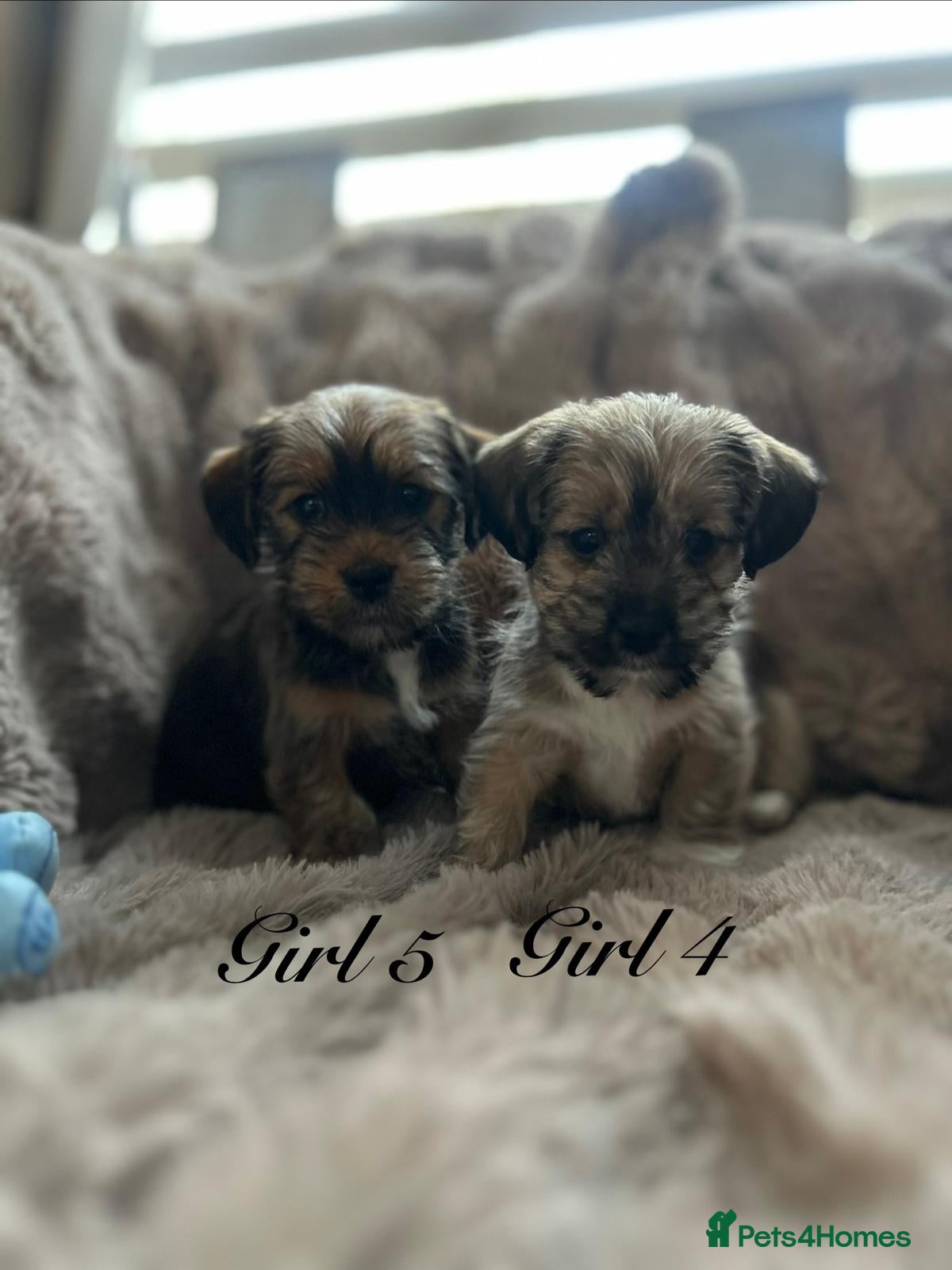 Shorkie dogs shih Tzu X Yorkshire terrier puppies ready  - Advert 1