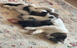 Mixed Breed cats for sale: Gorgeous playful kittens - Image 3