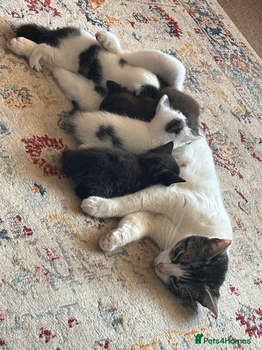 Mixed Breed cats for sale: Gorgeous playful kittens - Image 3