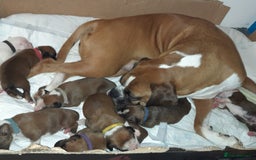 Boxer dogs for sale: Beautiful/Stunning Pedigree Boxer Puppies  - Image 21