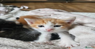 Mixed Breed cats - Advert 4