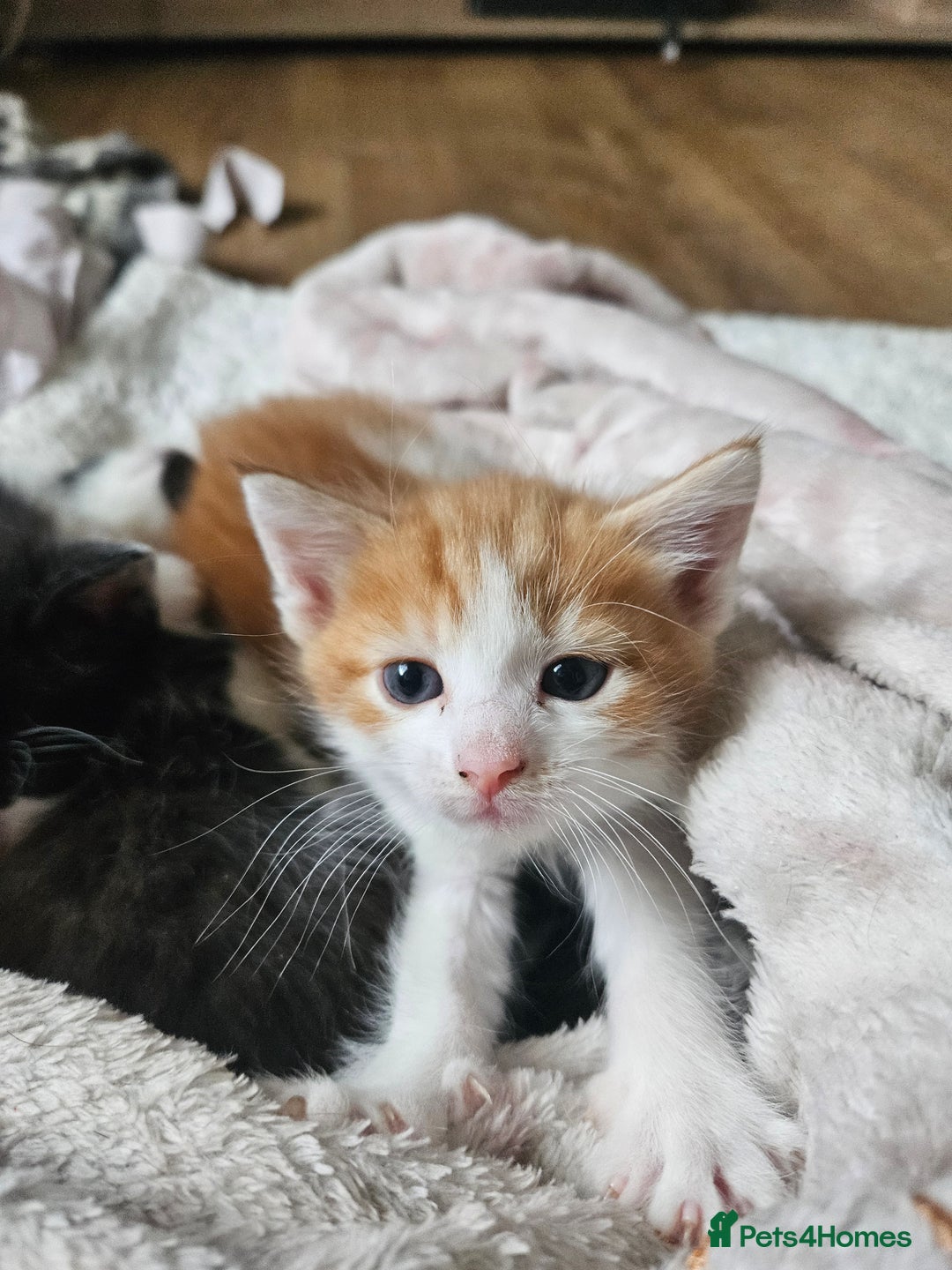 Mixed Breed cats for sale: Kittens are looking for homes  - Image 3
