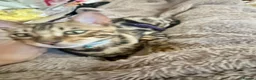 Bengal cats for sale: Friendly & Sociable Bengal Male Kitten - Advert 8