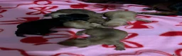 Miniature Dachshund dogs for stud: 🍦Cupid Draw back your bow🩷 up for stud!  - Advert 5