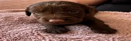 Springador dogs for sale: Chocolate Springador Puppies – Boys & Girls - Advert 5