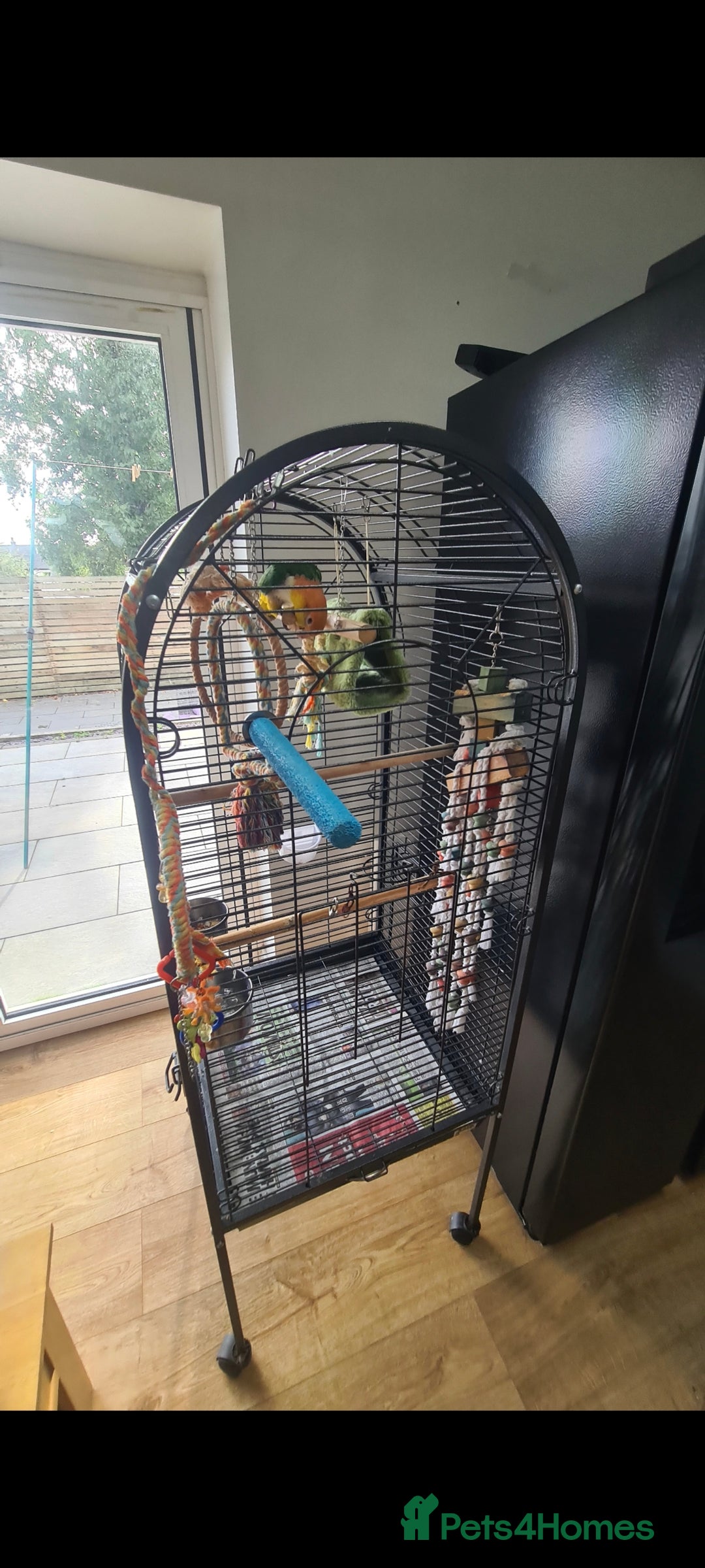 Parrots birds for sale: White Bellied Caique  - Advert 2