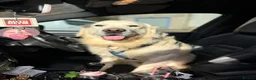 Golden Retriever dogs for stud: KC GOLDEN RETRIEVER ⭐️STUD⭐️ - Advert 3
