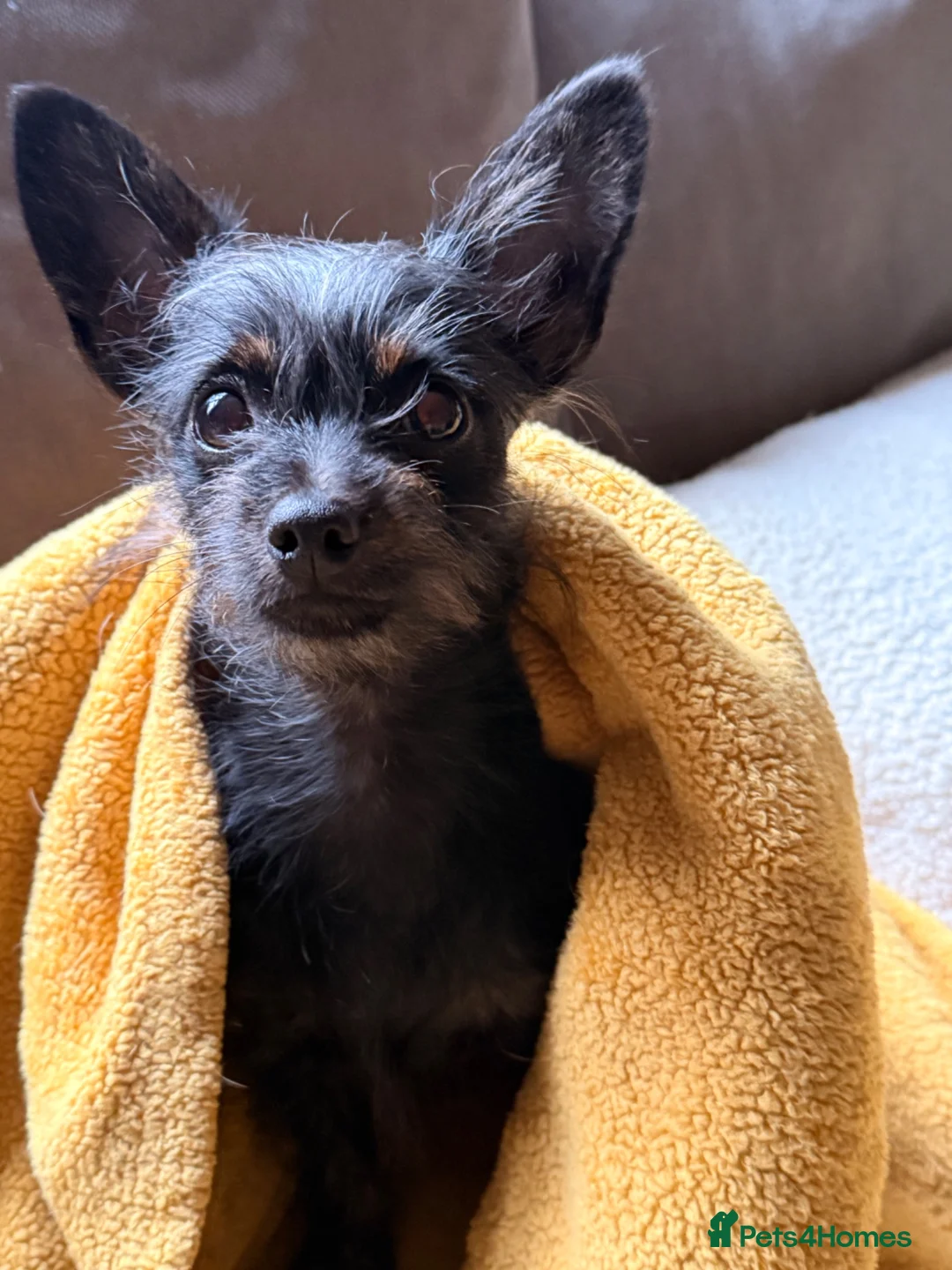 Chipoo dogs for sale: Female chi-poo 8months old in Nottingham - Advert 6
