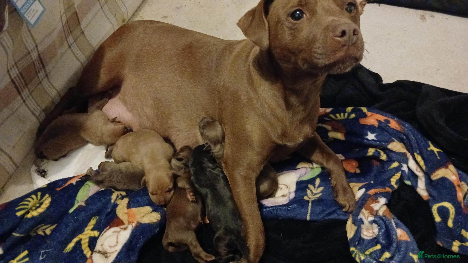Mixed Breed dogs Patterdale x american bully staff - Advert 1