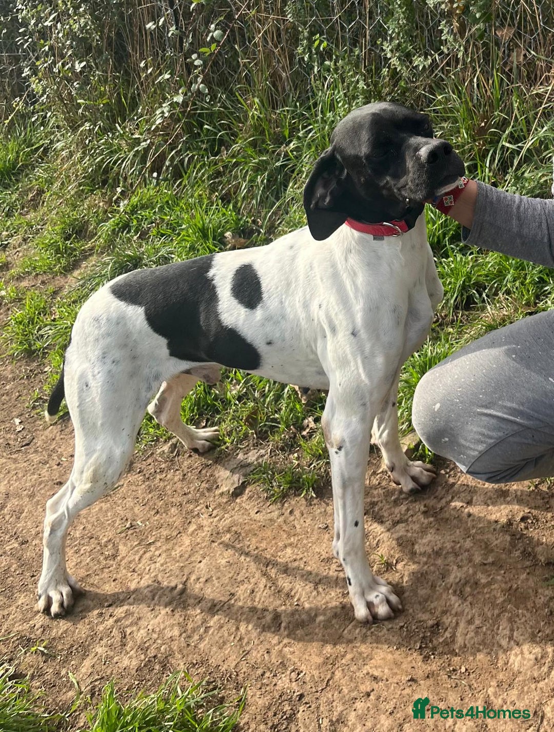Pointer dogs for adoption: Pointer, Duke  - Advert 7