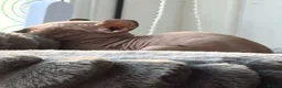 Sphynx cats for sale: Ready now Sphynx kittens - Advert 6