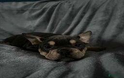 Mixed Breed dogs for sale: Beautiful spotty babies - Image 24