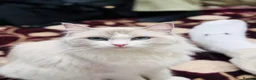 Ragdoll cats for sale: 2 left beautiful ragdoll male kittens - Advert 1