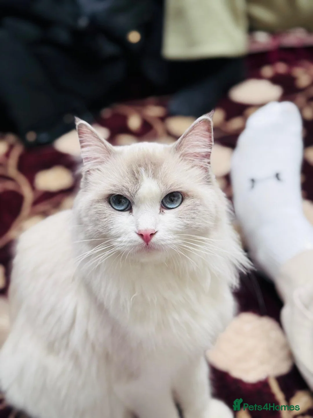 Ragdoll cats for sale: 2 left beautiful ragdoll male kittens - Advert 1