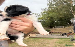Border Collie dogs for sale: Beautiful Border Collie Puppies - 1 Girl Left - Image 32