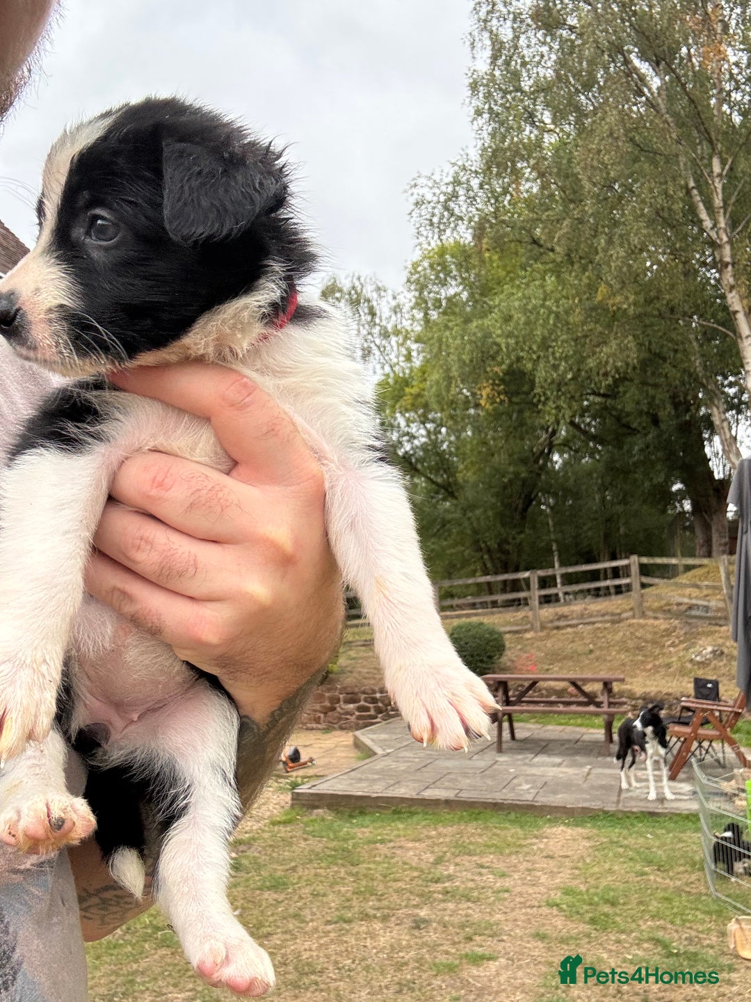 Border Collie dogs for sale: Beautiful Border Collie Puppies - 1 Girl Left - Image 32