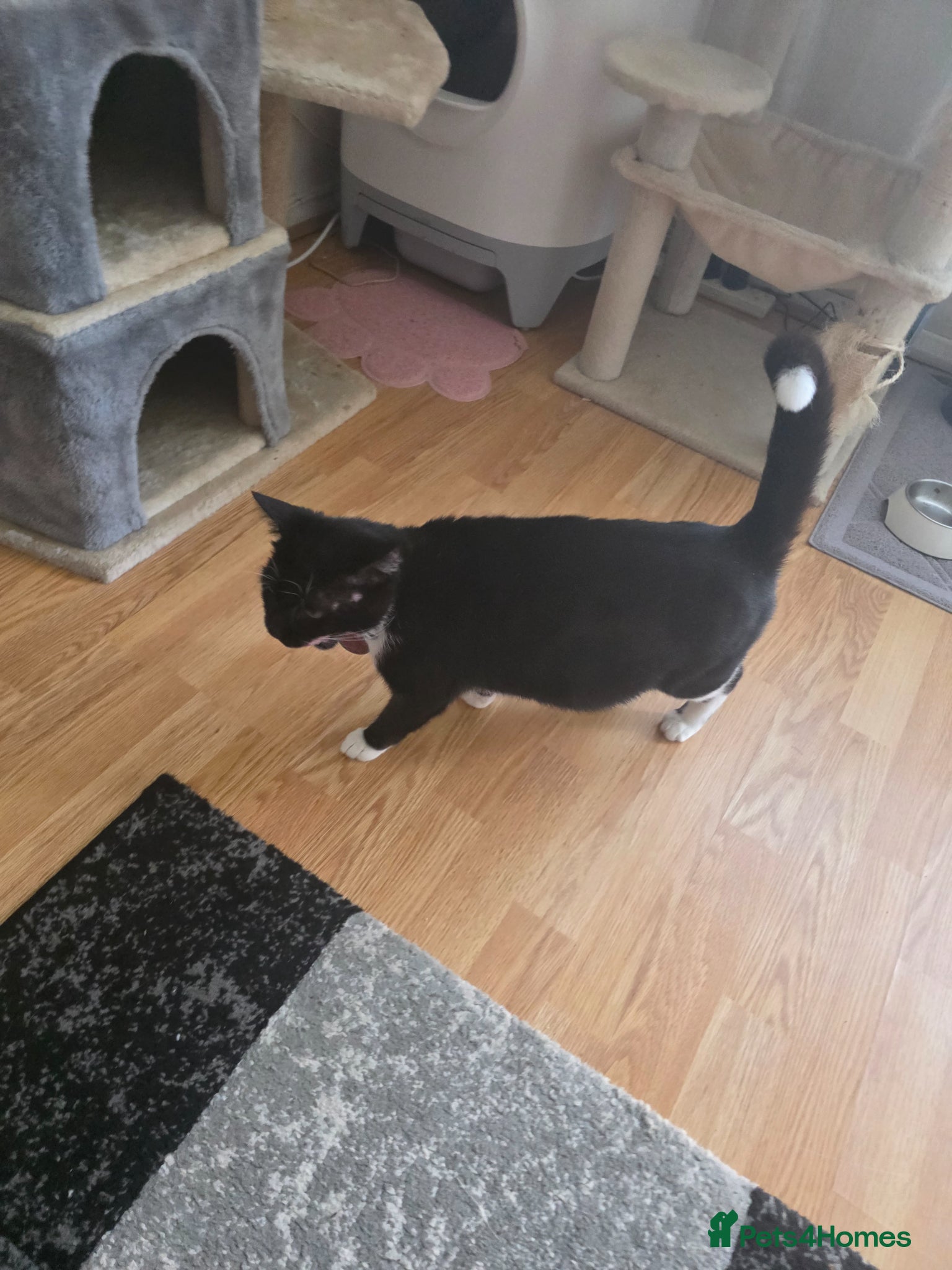 Mixed Breed cats Black kitten  - Advert 2