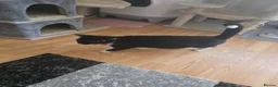 Mixed Breed cats for sale: Black kitten  - Advert 1