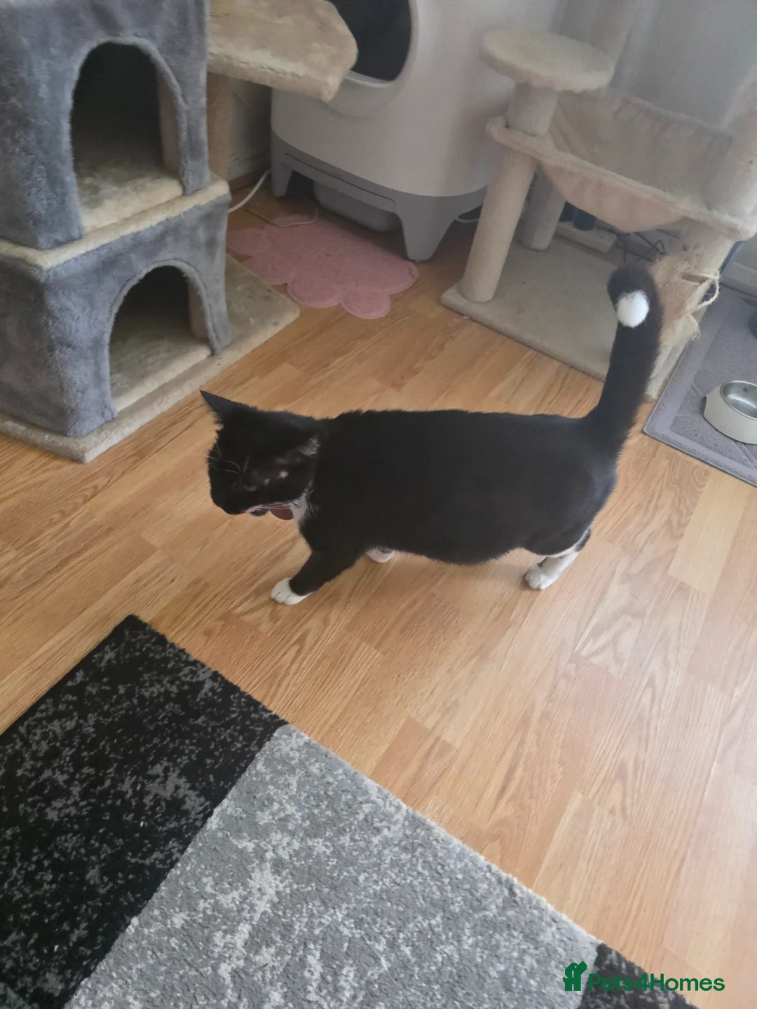 Mixed Breed cats for sale: Black kitten  - Advert 1
