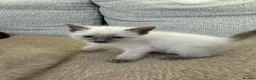Ragdoll cats for sale: 3 Cute Ragdoll Kittens (Discounts available) - Advert 27