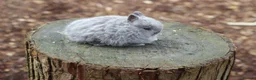 Netherland Dwarf rabbits for sale: Beautiful Netherland Dwarf Baby Rabbits  - Advert 18