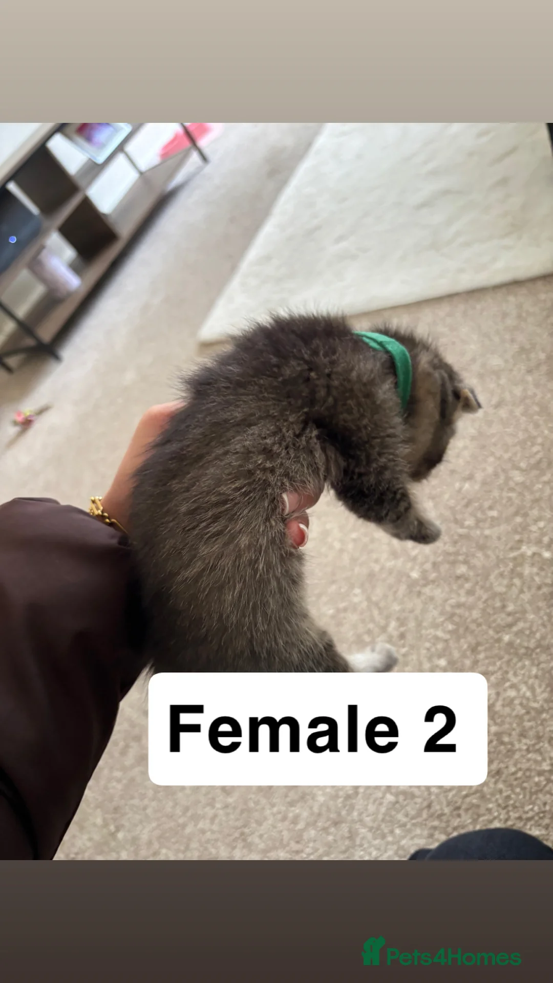 Mixed Breed cats for sale: 3 Scottish fold and bengal bread kittens  - Advert 7
