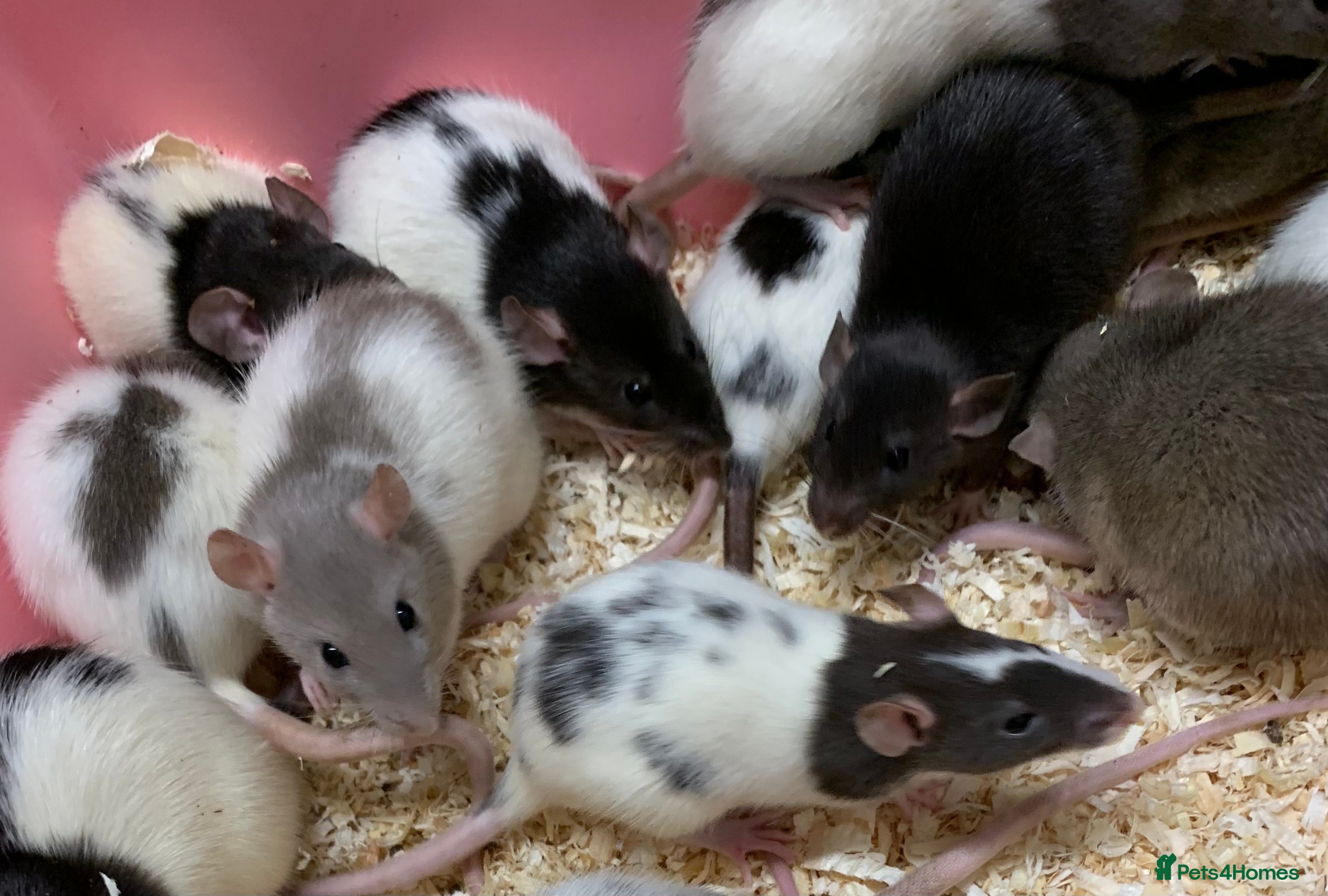 Rat rodents Beautiful tame fancy rats & mice - Advert 3