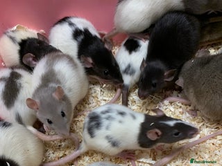 Rat rodents Beautiful tame fancy rats & mice - Advert 15