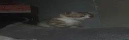 Mixed Breed cats for sale: 2 bengal x tabby beautiful girls - Advert 3