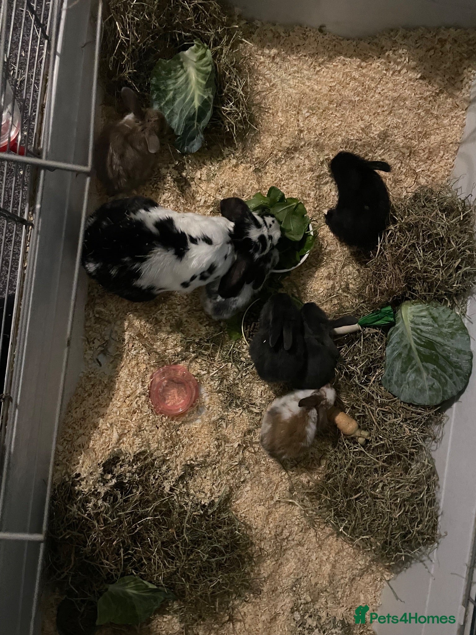 Mini Lop rabbits Mixed mini lops  - Advert 1
