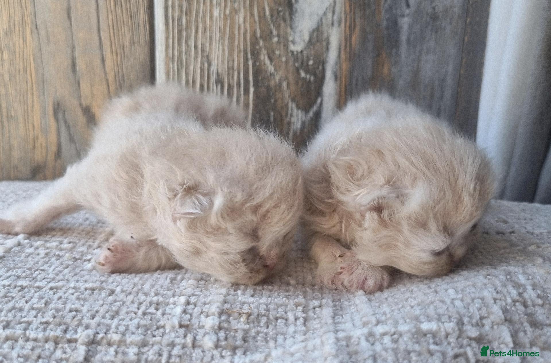Persian cats Beautiful cream and grey persian babies - Advert 7