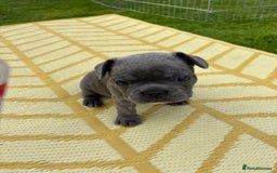 French Bulldog dogs for sale: Gorgeous French Bulldog Puppies. - Image 26