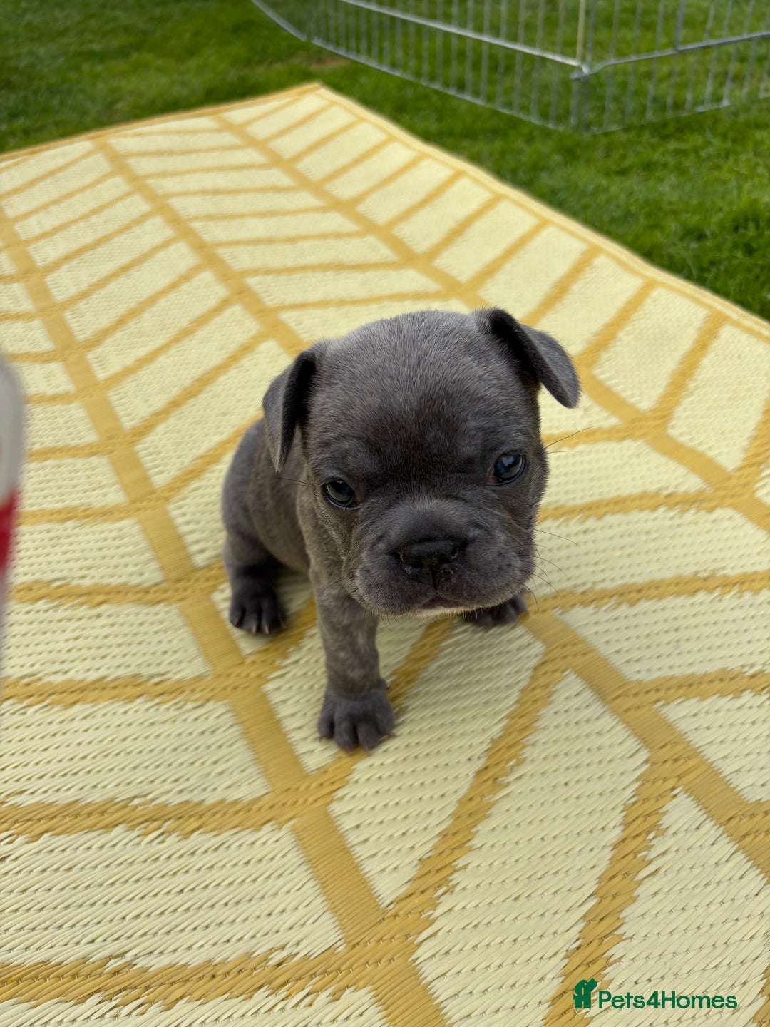 French Bulldog dogs for sale: Gorgeous French Bulldog Puppies. - Image 26